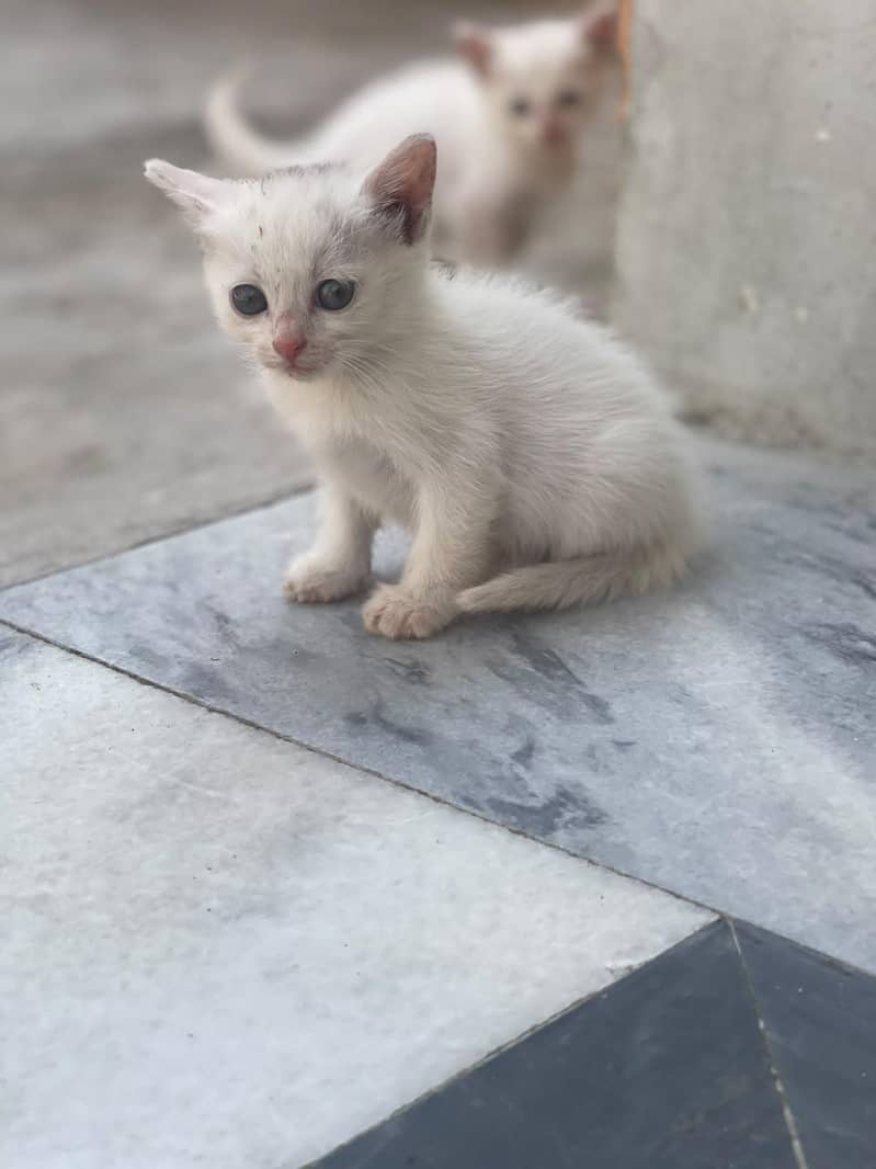 kallar 0