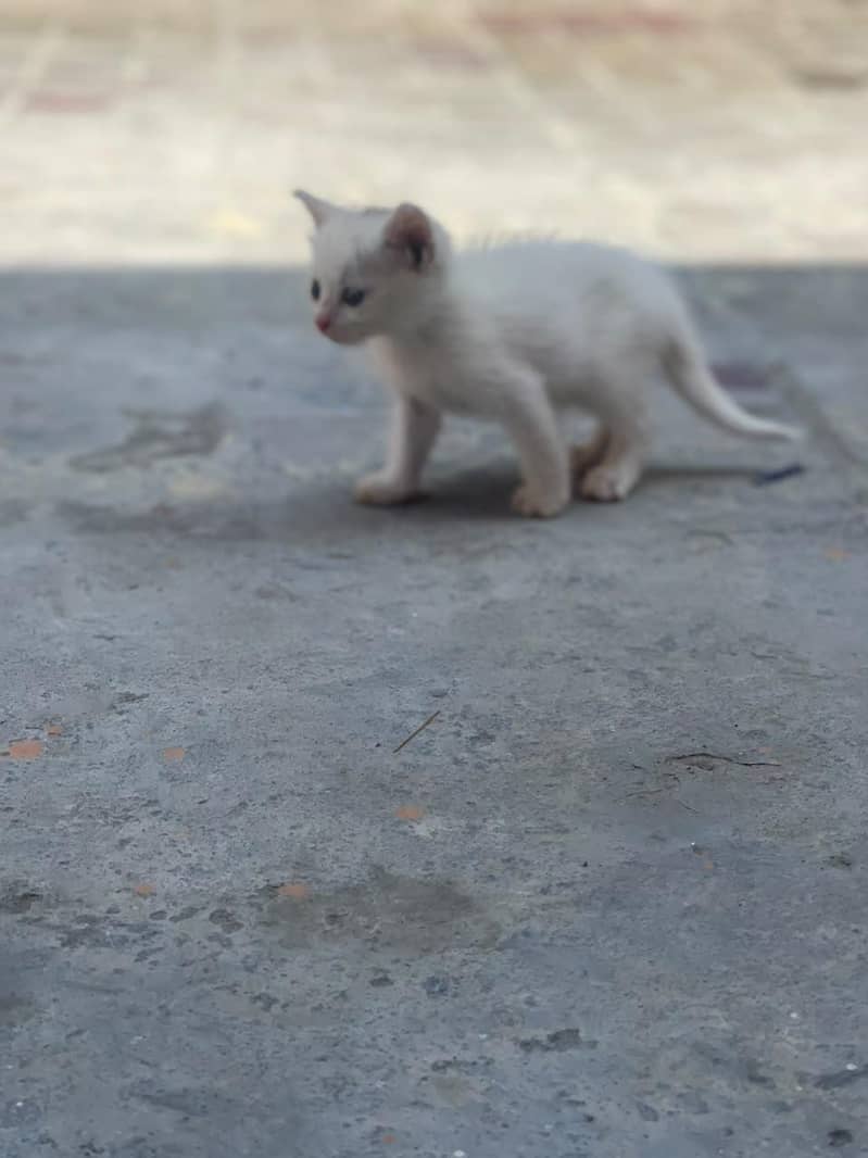 kallar 1