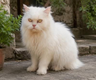 White Punch-Face Persian Female Cat