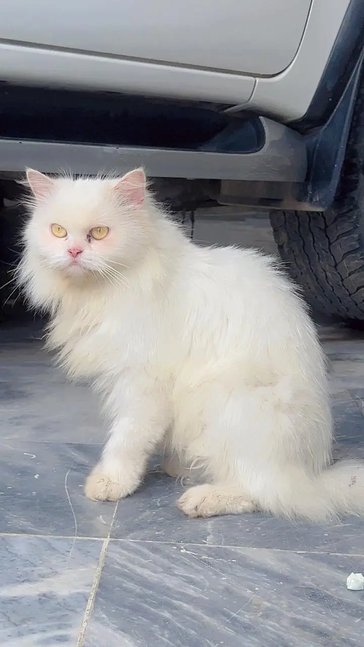Persian Cat | Cat | Billi | Tripple coat Cat | Tripple coat cat | cat — photo 2