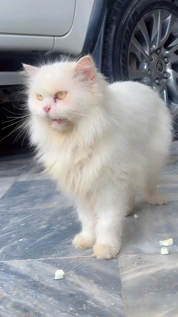 Persian Cat | Cat | Billi | Tripple coat Cat | Tripple coat cat | cat — photo 3