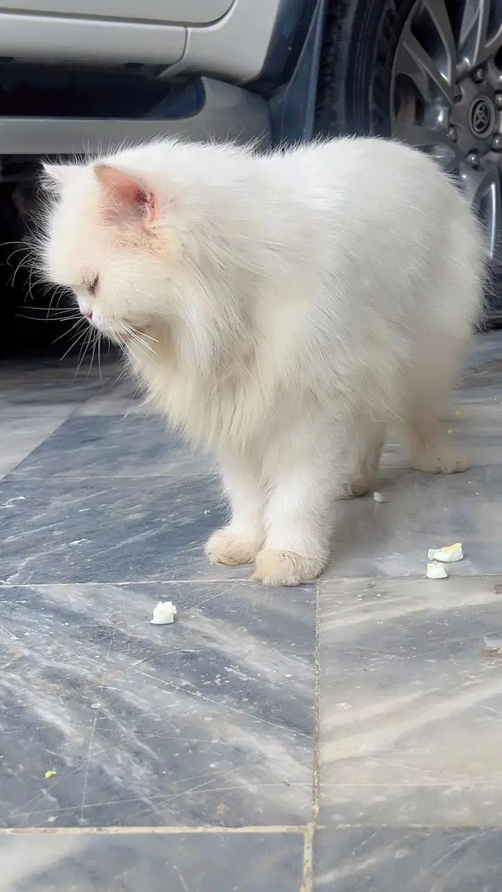 Persian Cat | Cat | Billi | Tripple coat Cat | Tripple coat cat | cat — photo 4