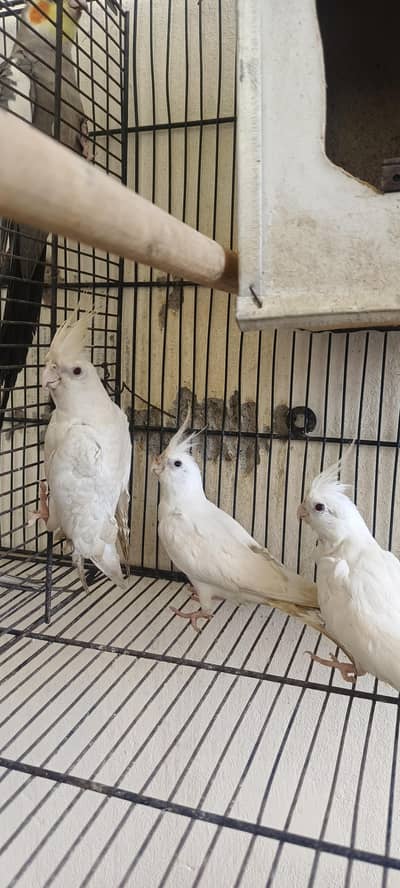 cocktail breeder pair 2 pair with 2 chicks