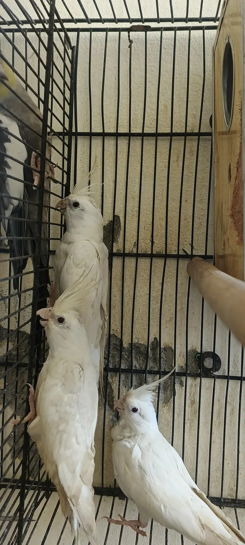 cocktail breeder pair 2 pair with 2 chicks — photo 2