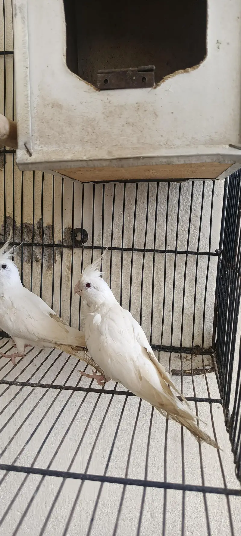 cocktail breeder pair 2 pair with 2 chicks — photo 3