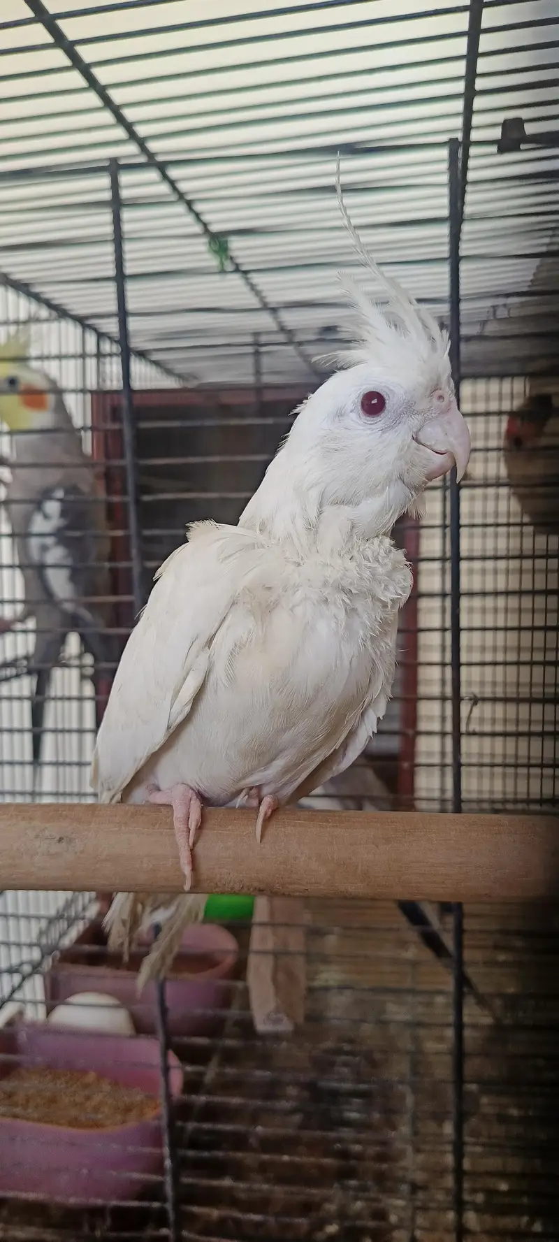 cocktail breeder pair 2 pair with 2 chicks — photo 4