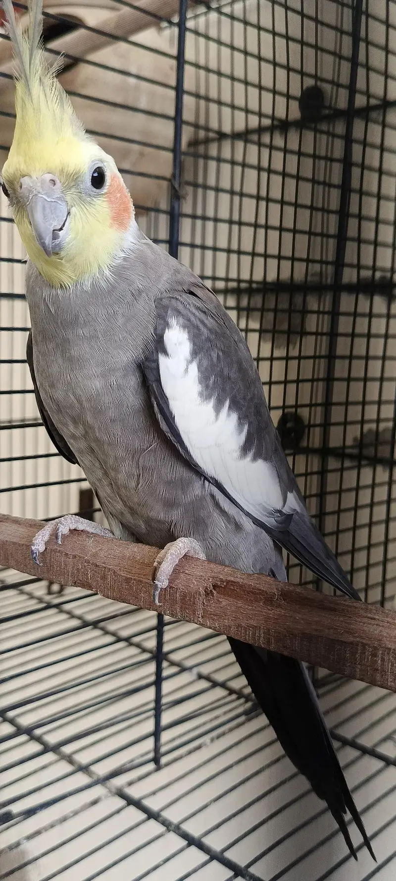 cocktail breeder pair 2 pair with 2 chicks — photo 5