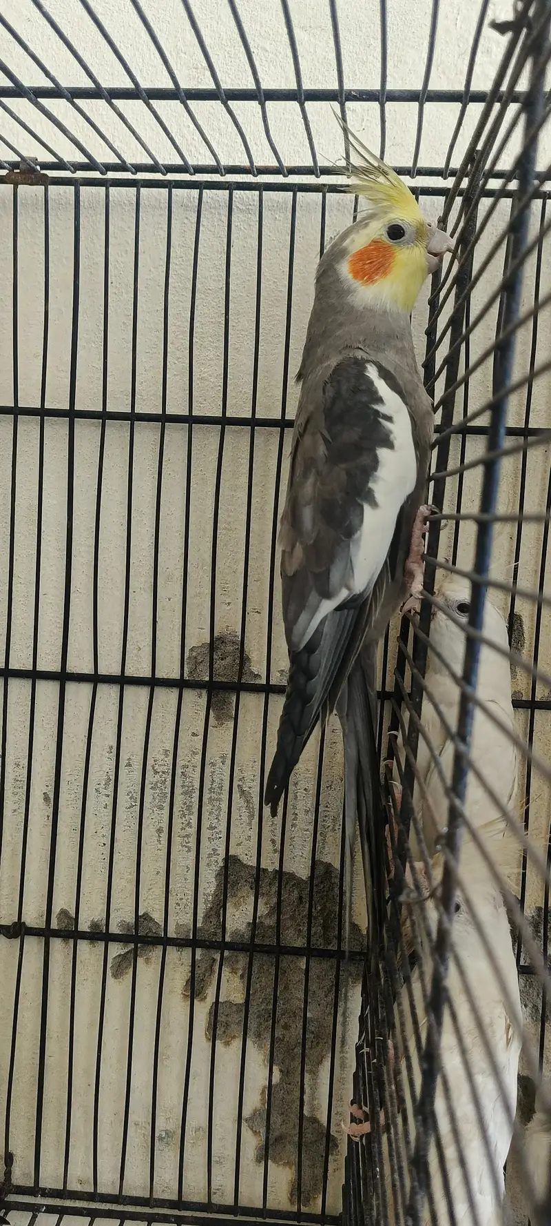 cocktail breeder pair 2 pair with 2 chicks — photo 7