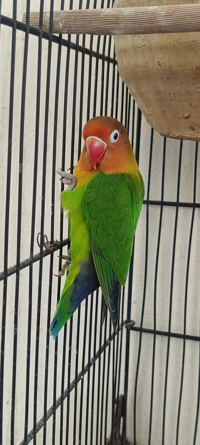 cocktail breeder pair 2 pair with 2 chicks — photo 8