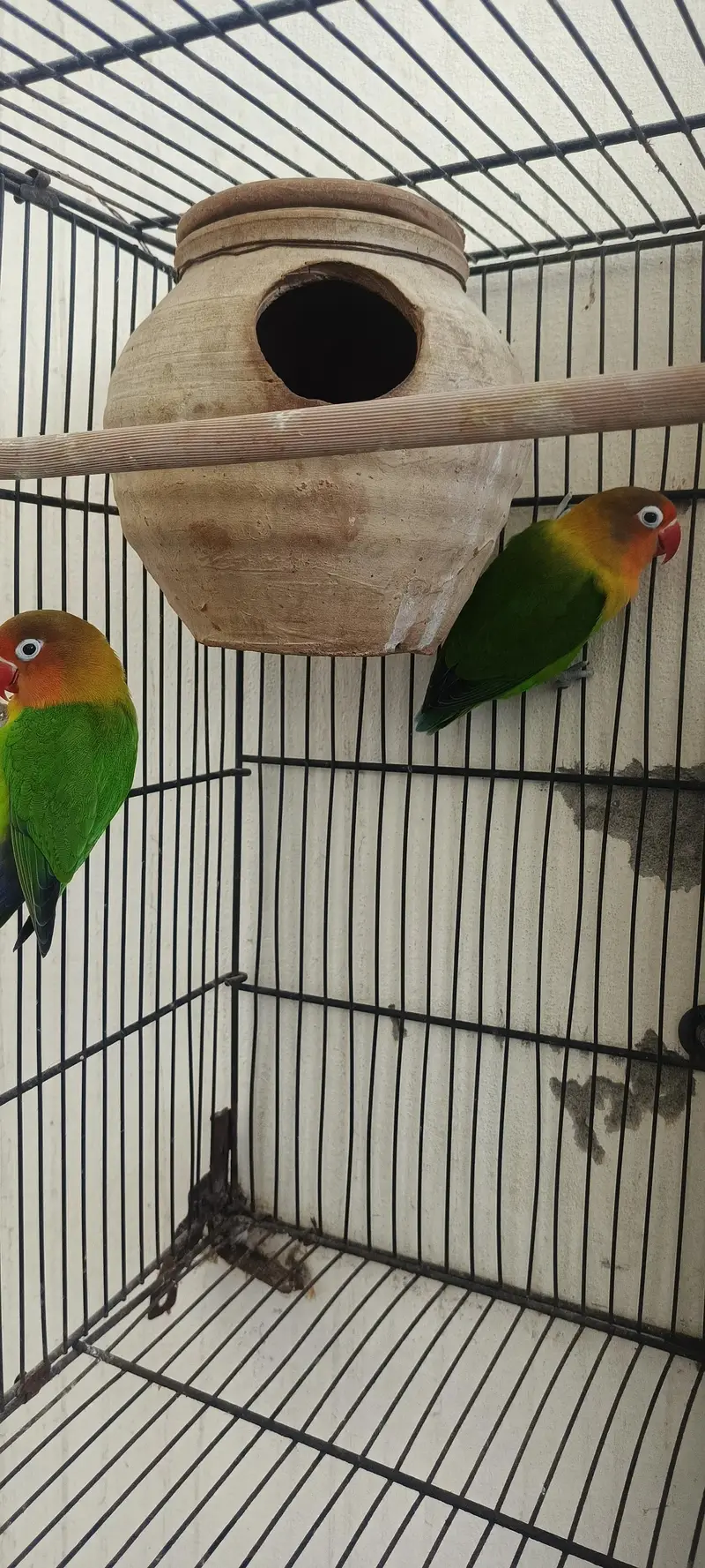 cocktail breeder pair 2 pair with 2 chicks — photo 9