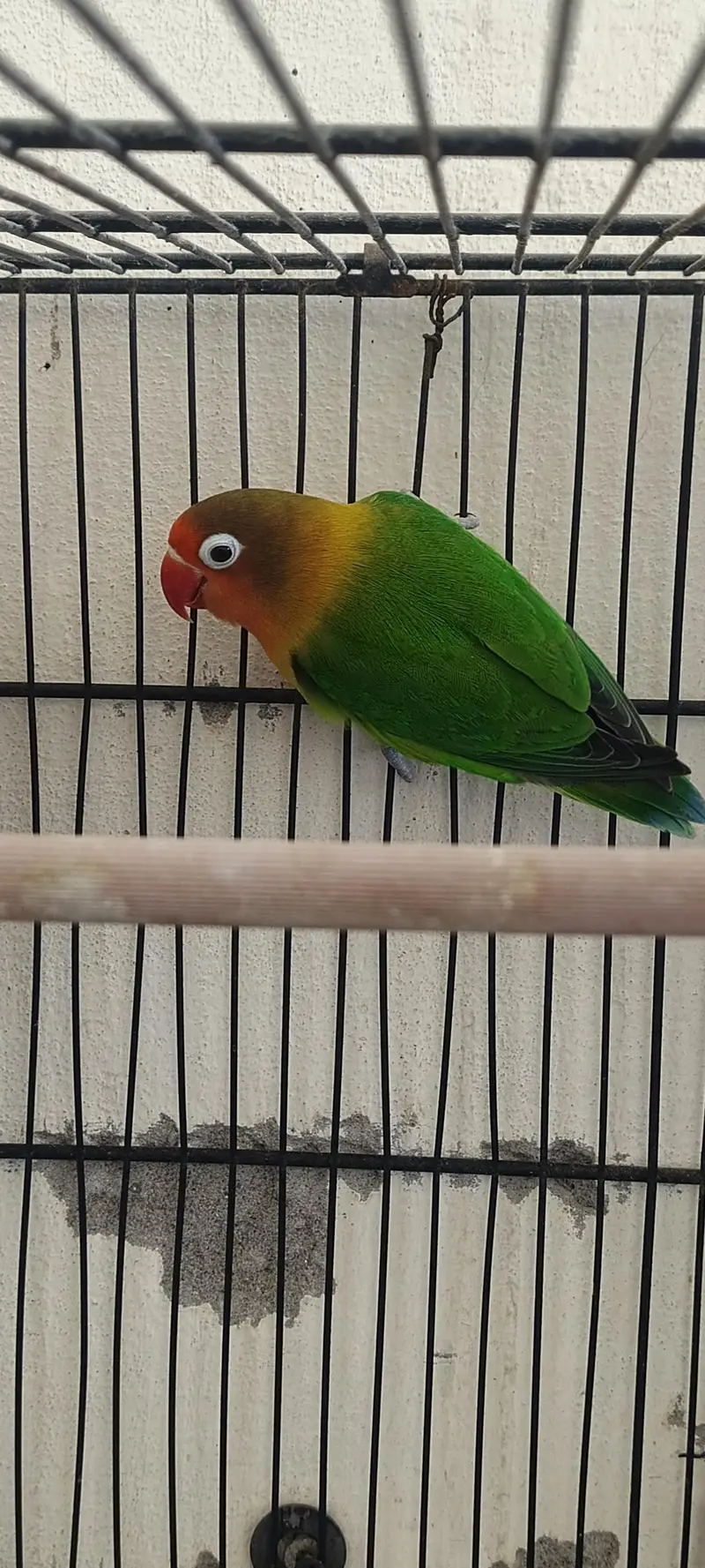 cocktail breeder pair 2 pair with 2 chicks — photo 10