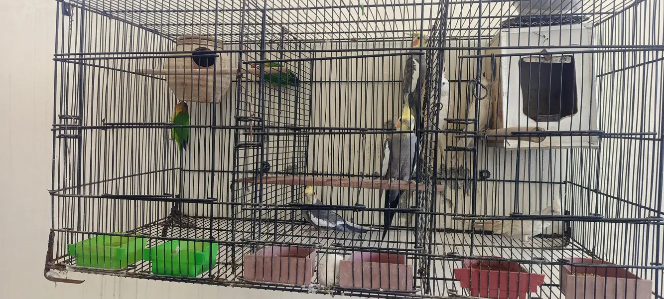 cocktail breeder pair 2 pair with 2 chicks — photo 11