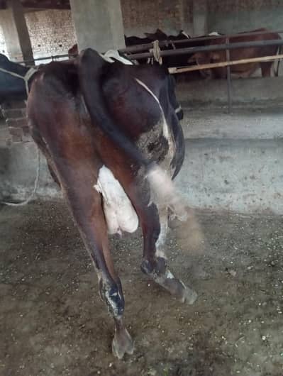 cow for sale 8.5 month gabban  18kg milk record