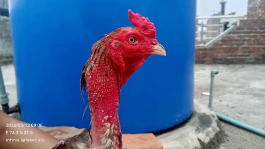 Burmi Pakoye Chicks