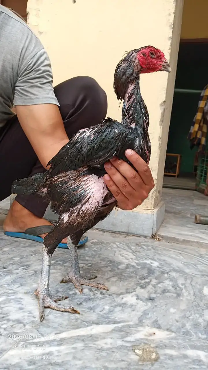 Burmi Pakoye Chicks — photo 2