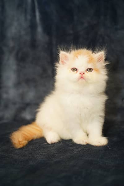 Pure Persian Kittens | Punch Face | Triple Coat | Heavy Fur | Piki
