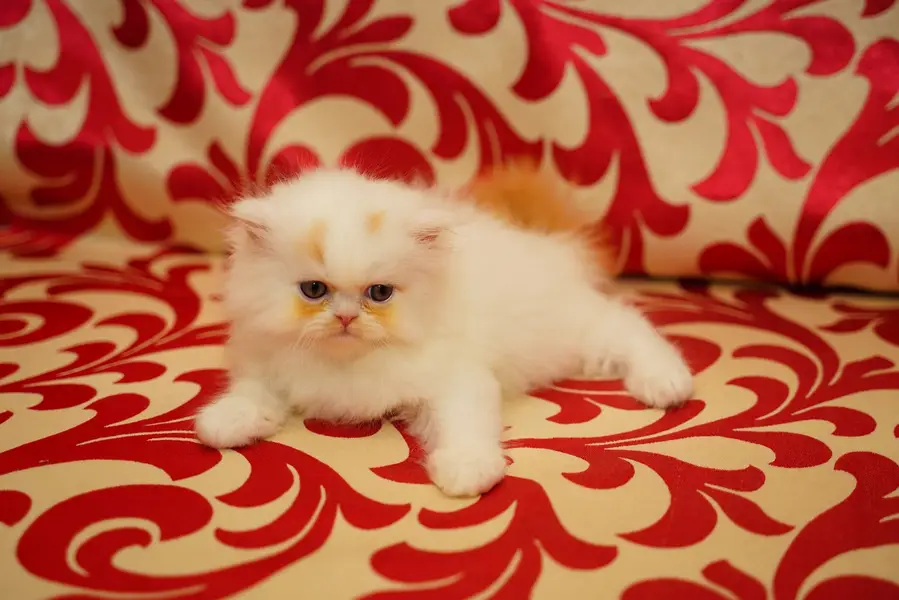 Pure Persian Kittens | Punch Face | Triple Coat | Heavy Fur | Piki — photo 6