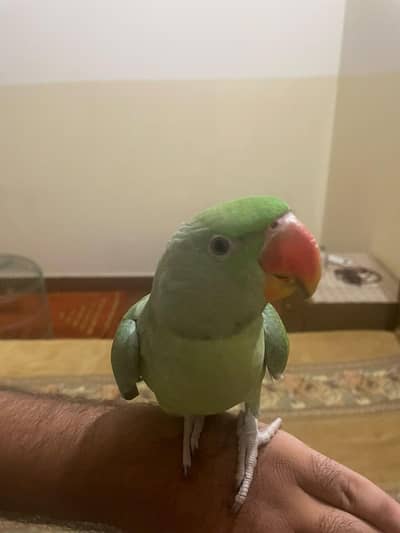 Tame kashmiri raw parrot