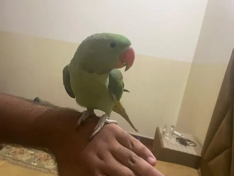 Tame kashmiri raw parrot — photo 2