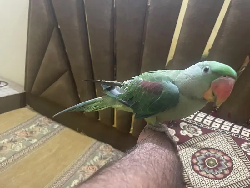 Tame kashmiri raw parrot — photo 3