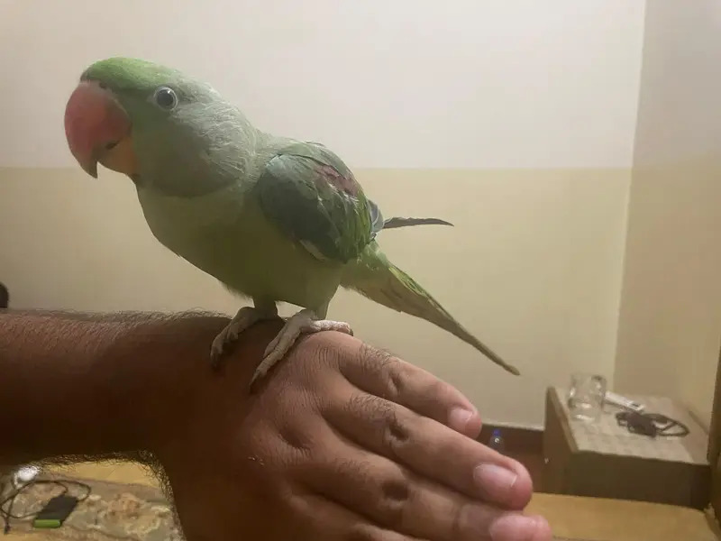 Tame kashmiri raw parrot — photo 4