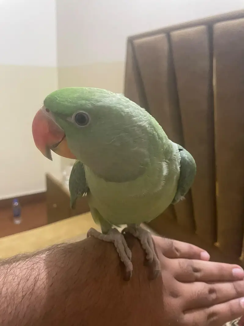 Tame kashmiri raw parrot — photo 5