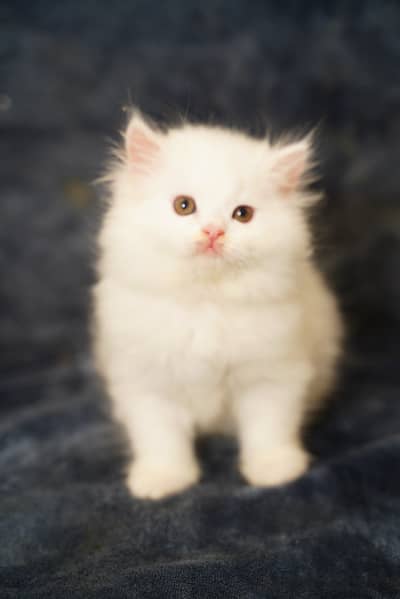 Pure Persian Kittens | Punch Face | Triple Coat | Heavy Fur | Piki