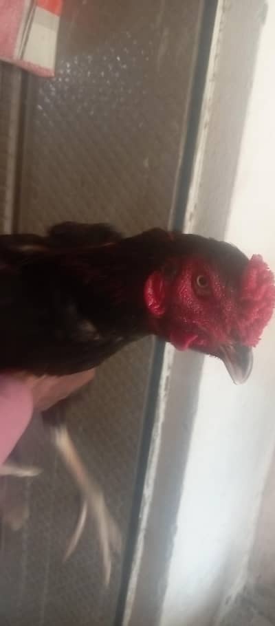 Hens For Sale