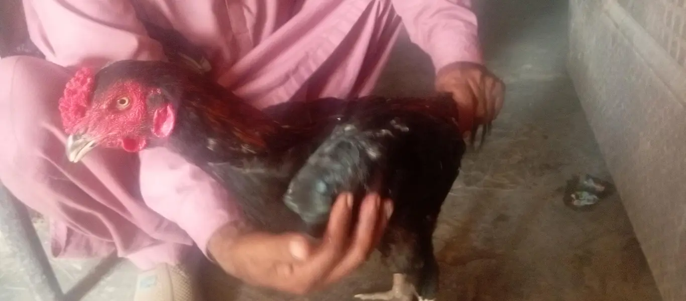 Hens For Sale — photo 2