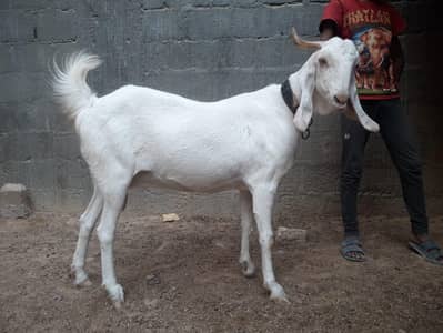 Gulabi Bakri
