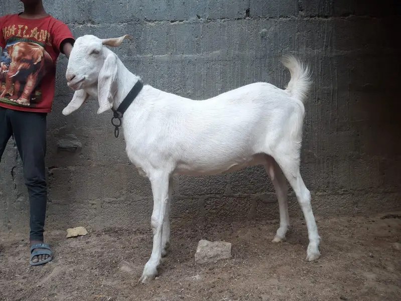 Gulabi Bakri — photo 2