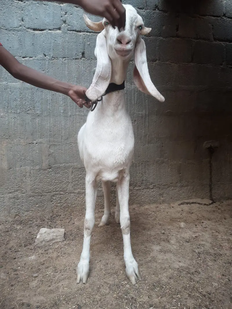 Gulabi Bakri — photo 3
