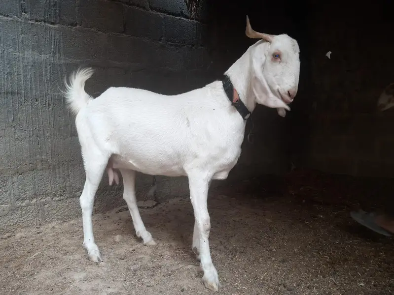Gulabi Bakri — photo 4