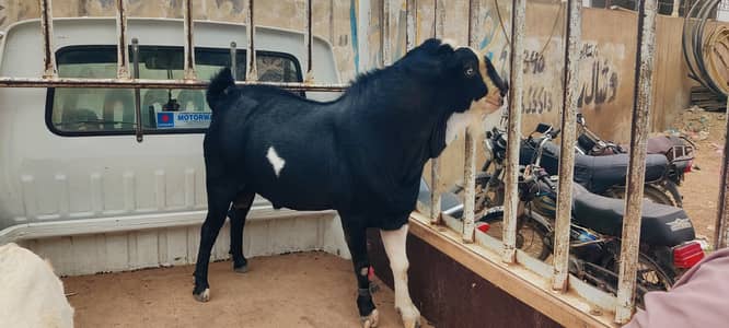 Tedda Bakra