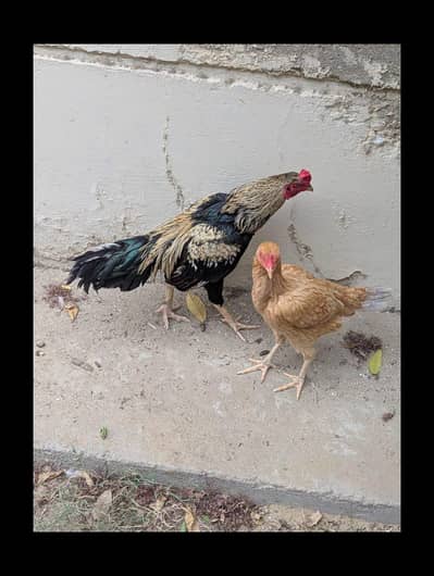 Aseel Sindhi pair urgent sale