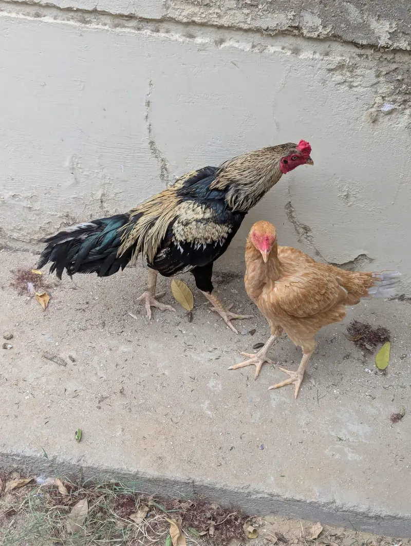 Aseel Sindhi pair urgent sale — photo 2