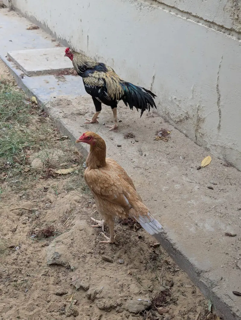Aseel Sindhi pair urgent sale — photo 3