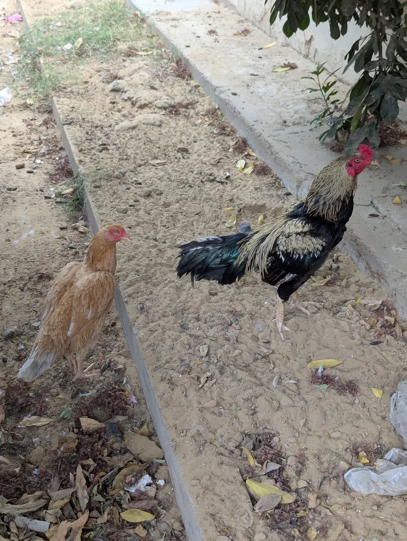 Aseel Sindhi pair urgent sale — photo 4