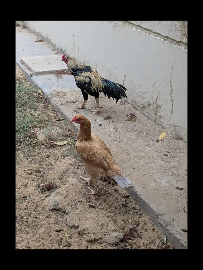 Aseel Sindhi pair urgent sale — photo 5