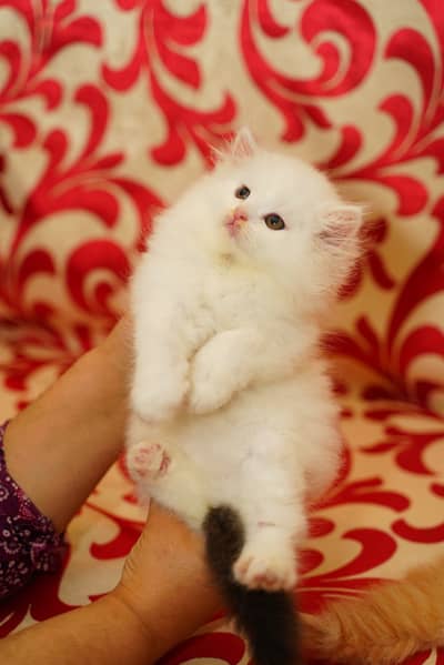 Pure Persian Kittens | Punch Face | Triple Coat | Fluffy | Piki | Cat