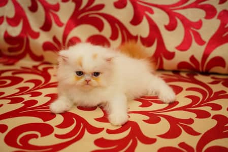 Pure Persian Kittens | Punch Face | Triple Coat | Fluffy | Piki | Cat