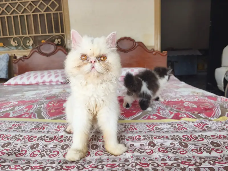 Pure Persian Kittens | Punch Face | Triple Coat | Fluffy | Piki | Cat — photo 7