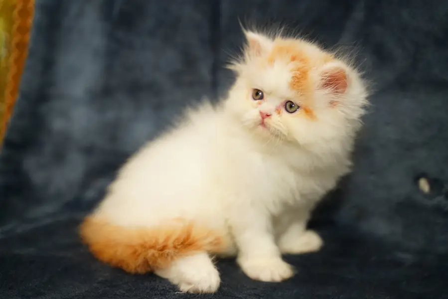 Pure Persian Kittens | Punch Face | Triple Coat | Fluffy | Piki | Cat — photo 10