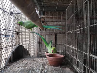RINGNECK PIAR AUR LOVE BIRDS