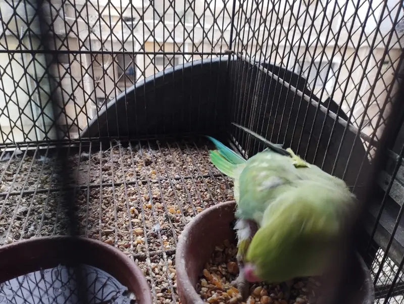 RINGNECK PIAR AUR LOVE BIRDS — photo 2