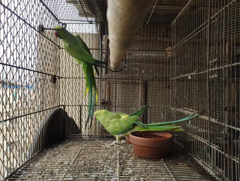 RINGNECK PIAR AUR LOVE BIRDS — photo 3