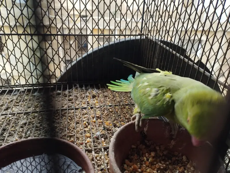 RINGNECK PIAR AUR LOVE BIRDS — photo 4