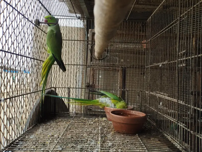 RINGNECK PIAR AUR LOVE BIRDS — photo 5