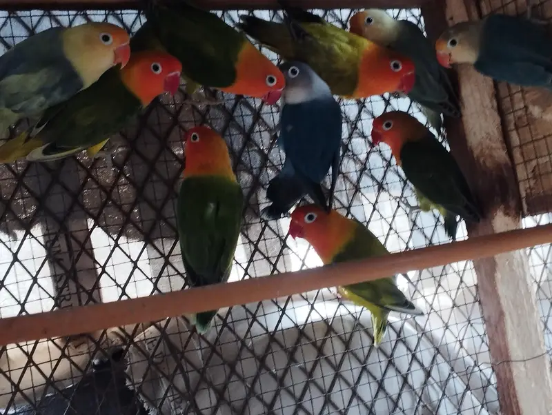 RINGNECK PIAR AUR LOVE BIRDS — photo 6