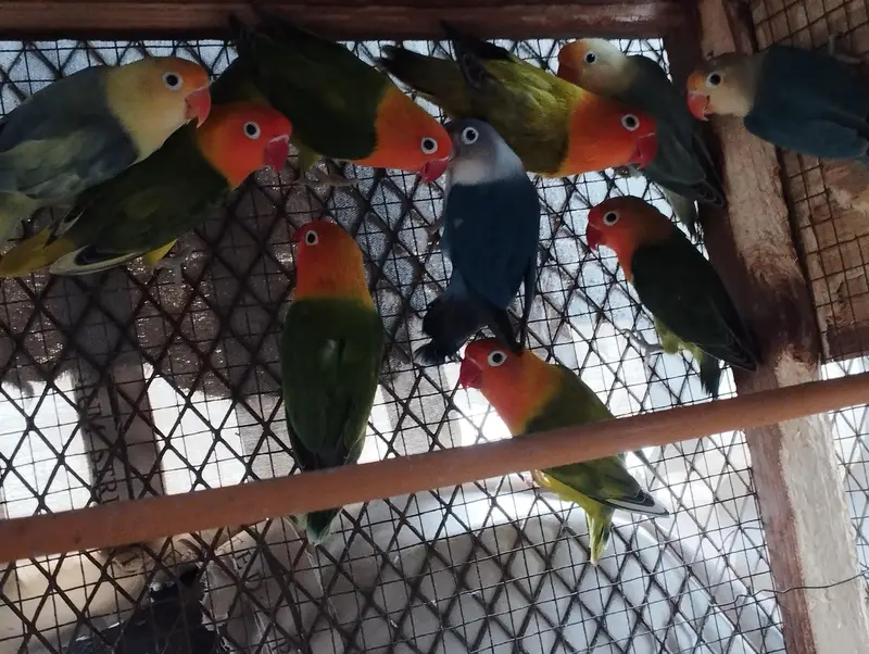 RINGNECK PIAR AUR LOVE BIRDS — photo 7
